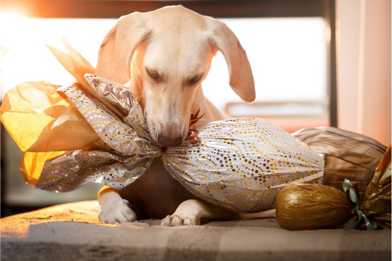 Páscoa com segurança: atenção redobrada com o que vai no pratinho do seu pet!